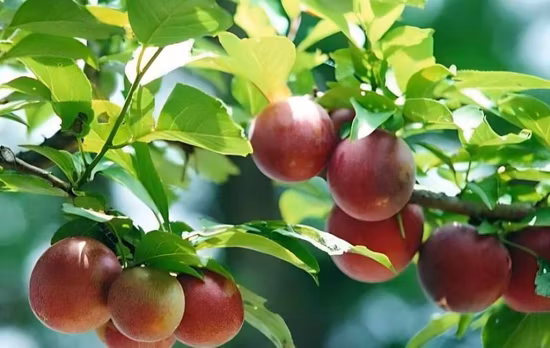 Manufactures Price ASTM A653 En10327 10326 Hdgi Galvalume Gi SGCC Zinc Coated Z30-275 Z60 Dx51d Sg550 Hot Dipped Galvanized Steel Coil for Building Material